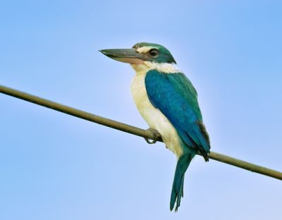 Collared Kingfisher 