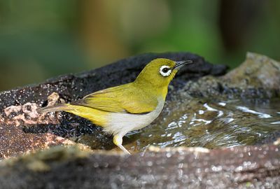 Oriental White-eye