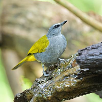 Grey-bellied Bulbul