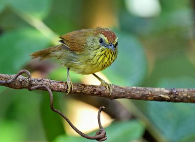 Pin-striped Tit-babbler