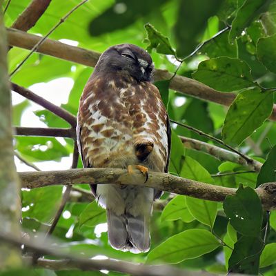 Brown Hawk Owl