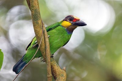 Golden-whiskered Barbet