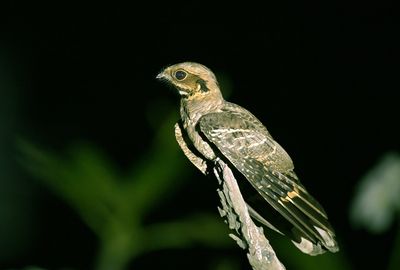 Large-tailed Nightjar