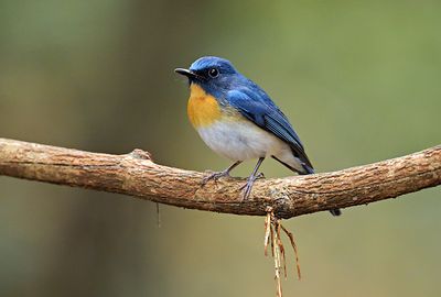 Indochinese Blue Flycatcher