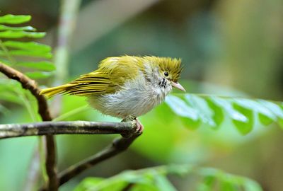 White-bellied Erpornis