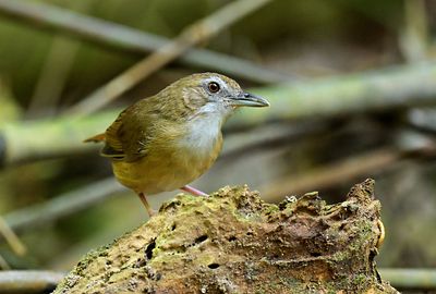 Abbott's Babbler