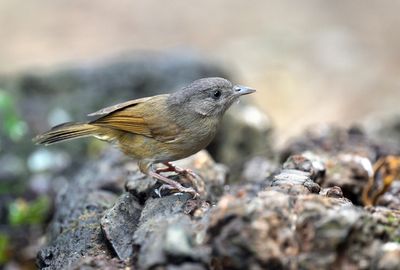 Brown-cheeked Fulvetta