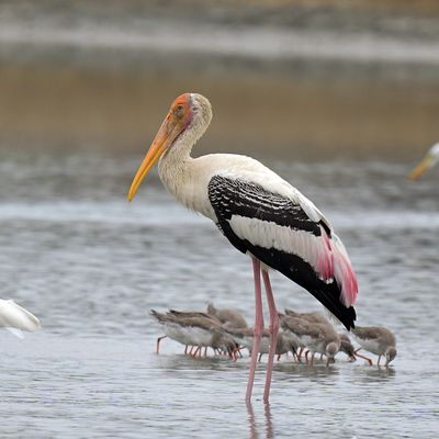 Painted Stork