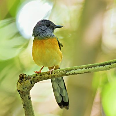 White-rumped Shama