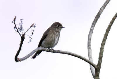 Dark-sided Flycatcher