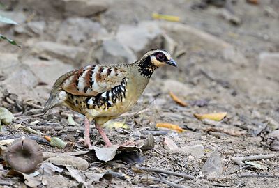 Bar-backed Partridge