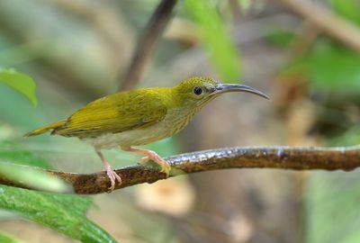 Gray-breasted Spiderhunter