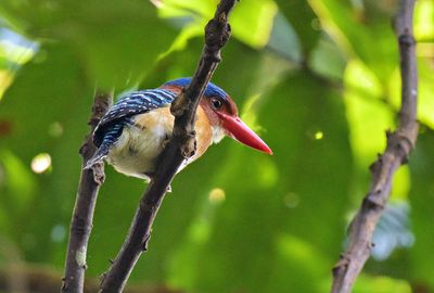 Banded Kingfisher