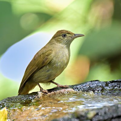 Buff-vented Bulbul