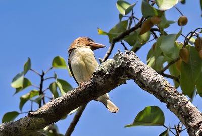 Scooty Barbet