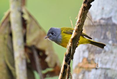Grey-headed Canary-flycatcher