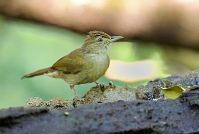 Buff-vented Bulbul