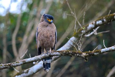 Crested Serpent Eagle