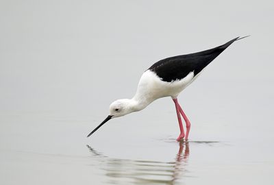 Black-winged Stilt