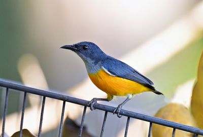 Orange-bellied Flowerpecker