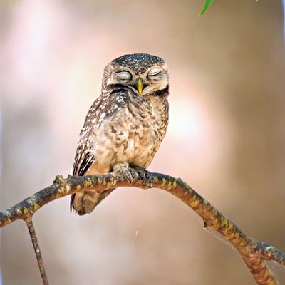 Spotted Owlet