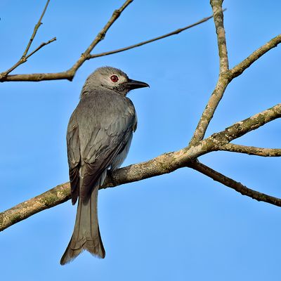 Ashy Drongo