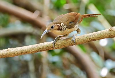 Large Scimitar Babbler