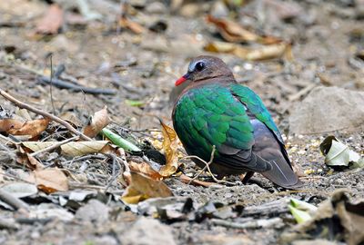 Emerald Dove - female
