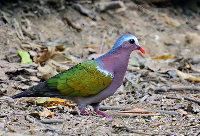 Emerald Dove - male