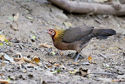 Red Junglefowl - female