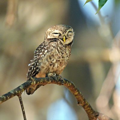 Spotted Owlet 