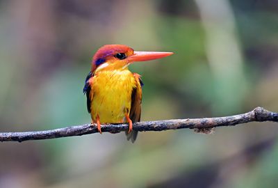 Black-backed Kingfisher