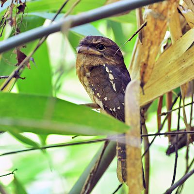 Gould's Frogmouth - female
