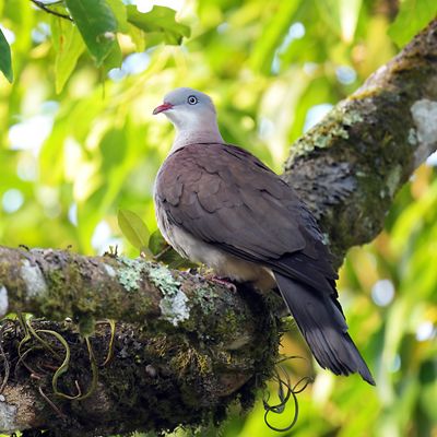 Mountain Imperial Pigeon