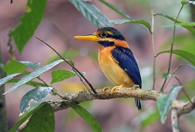 Rufous-collared Kingfisher