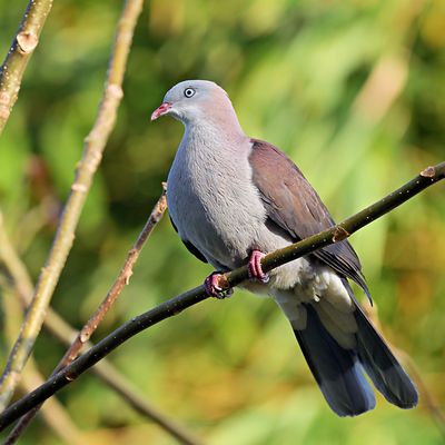 Mountain Imperial Pigeon
