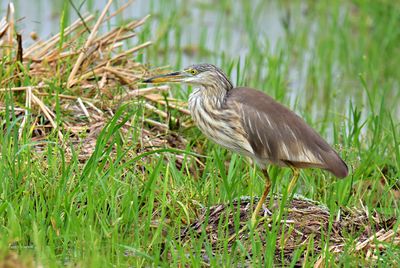 Chinese Pond Heron
