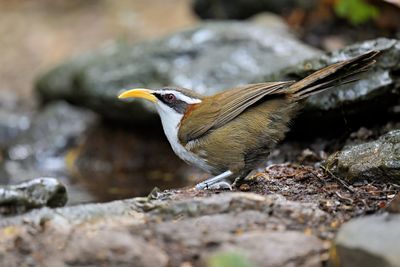 White-browed Scimitar Babbler