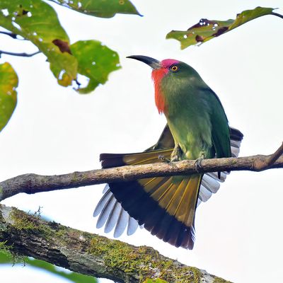 Red-bearded Bee-eater