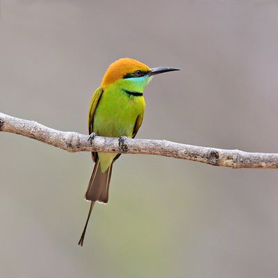 Green Bee-eater