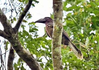 Brown Hornbill