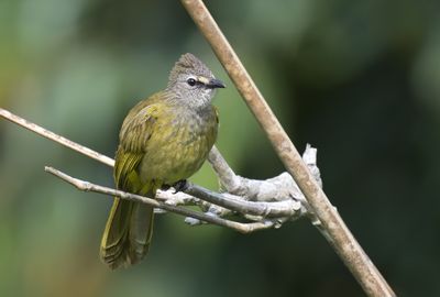 Flavecent Bulbul
