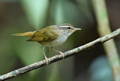Pale-legged Leaf-warbler - male