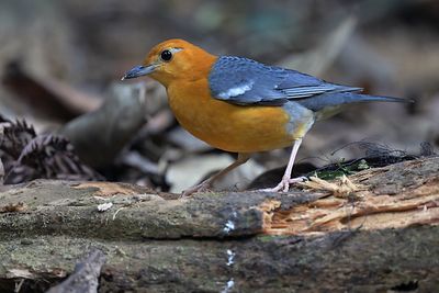 Orange-headed Thrush