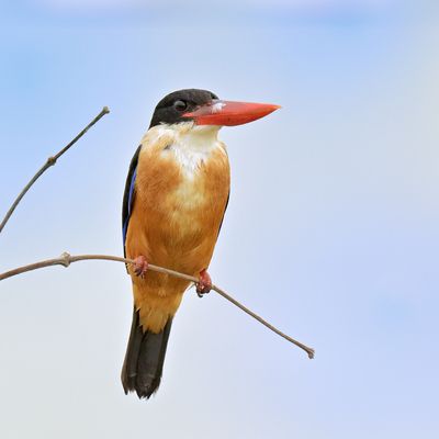 Black-capped Kingfisher
