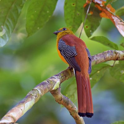 Orange-breasted Trogon