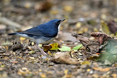 Siberian Blue Robin
