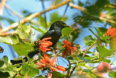 Spangled Drongo