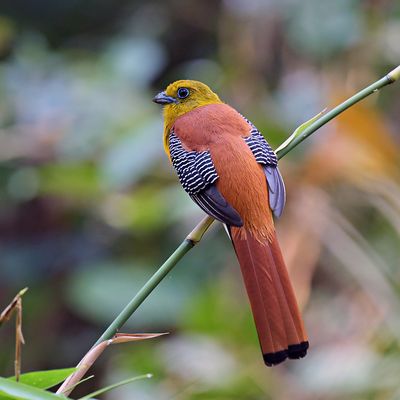Orange-breasted Trogon