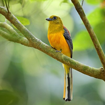 Orange-breasted Trogon